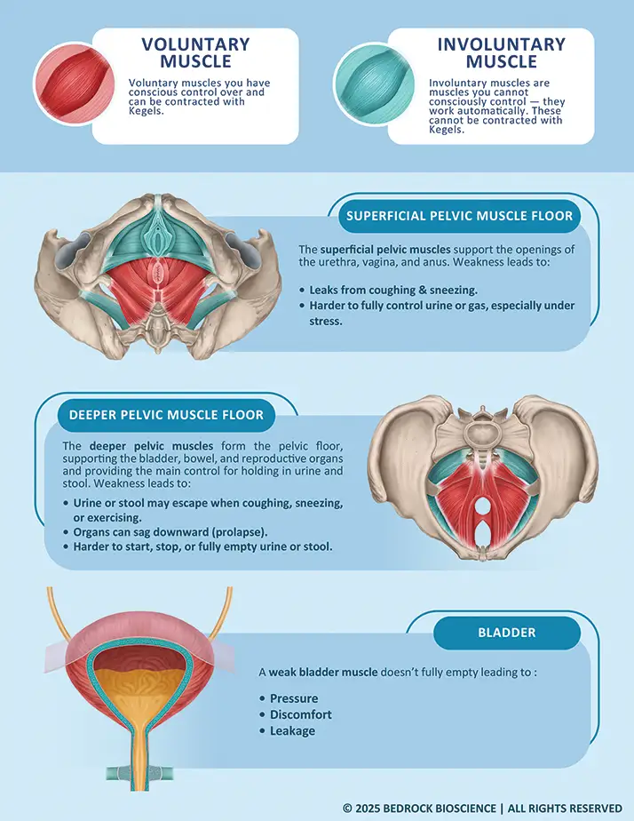 Chiropractic Missoula MT Pelvic Diagram