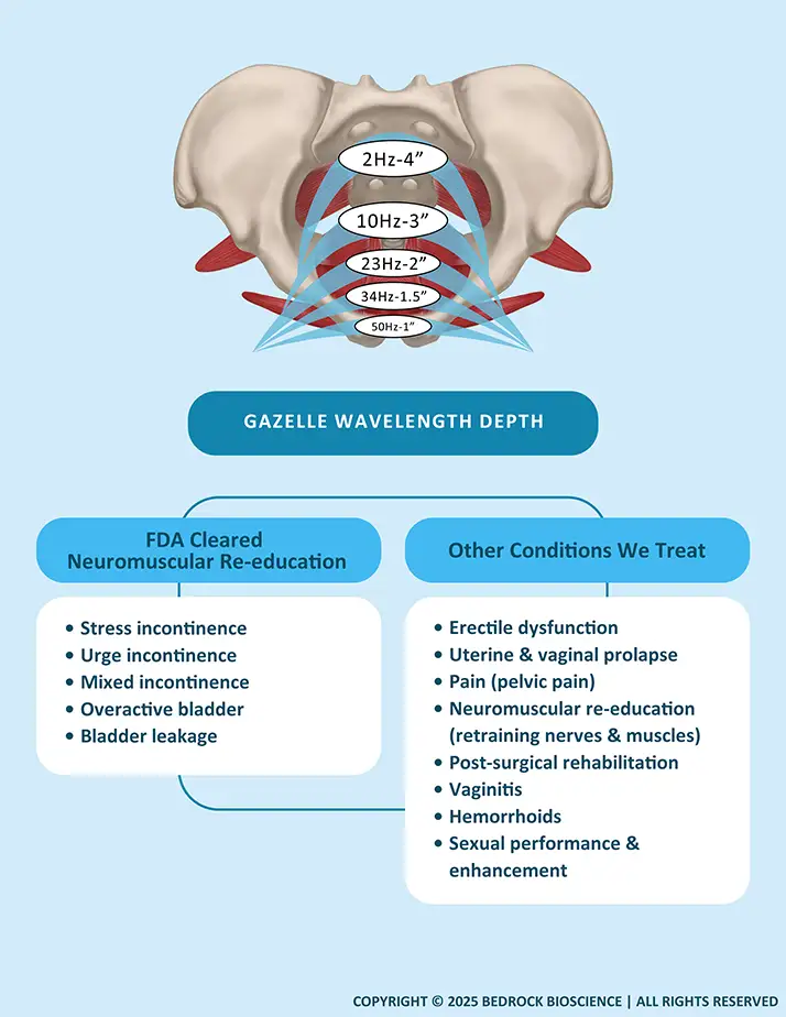 Chiropractic Missoula MT Pelvic Floor Visual Aid